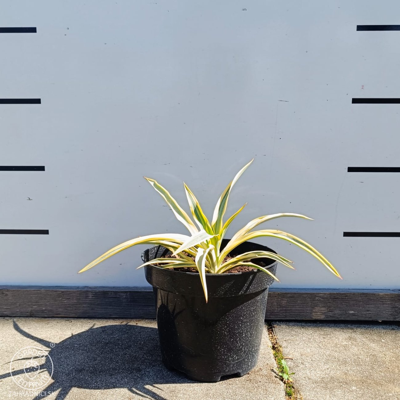 Obrázok Juka nádherná (Yucca gloriosa) ´CITRUS TWIST´® - výška 10 cm ⌀15-25 cm, kont. C2L (-20°C)